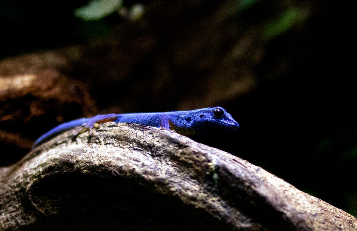 cobalt