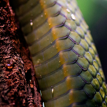 slither