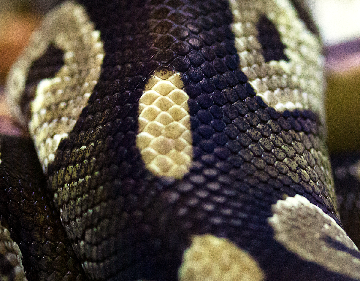 eyes