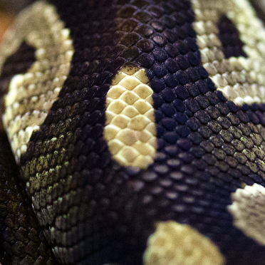 eyes