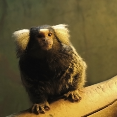 Common marmoset