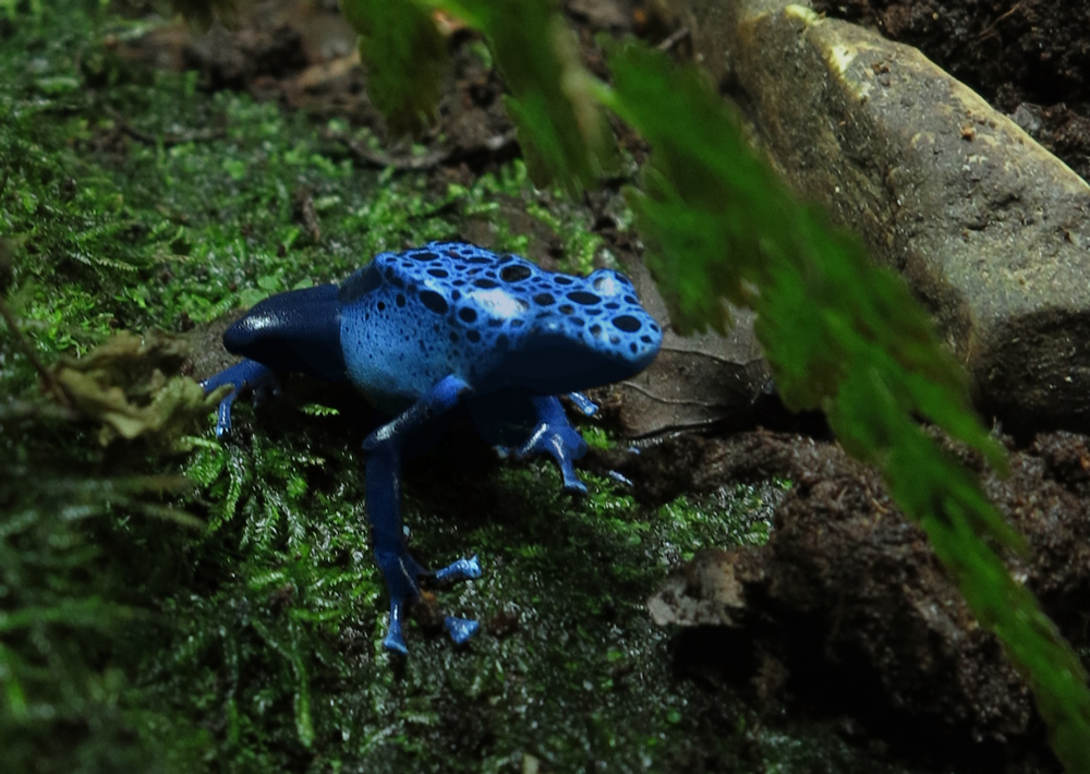 azureus