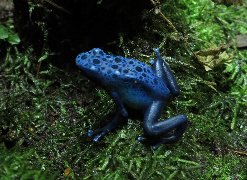 Dendrobates azureus