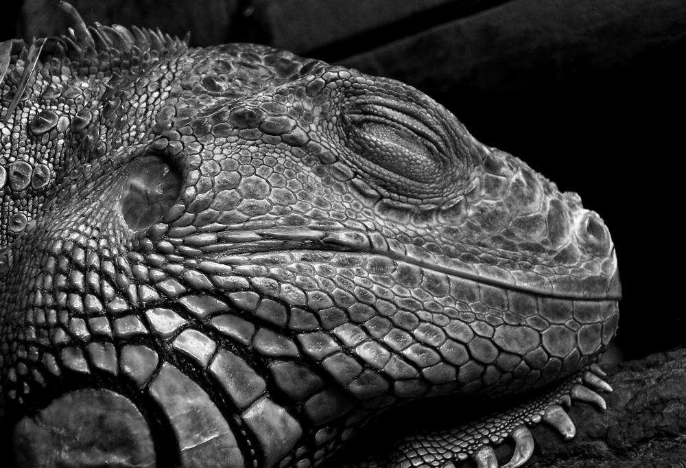 iguana