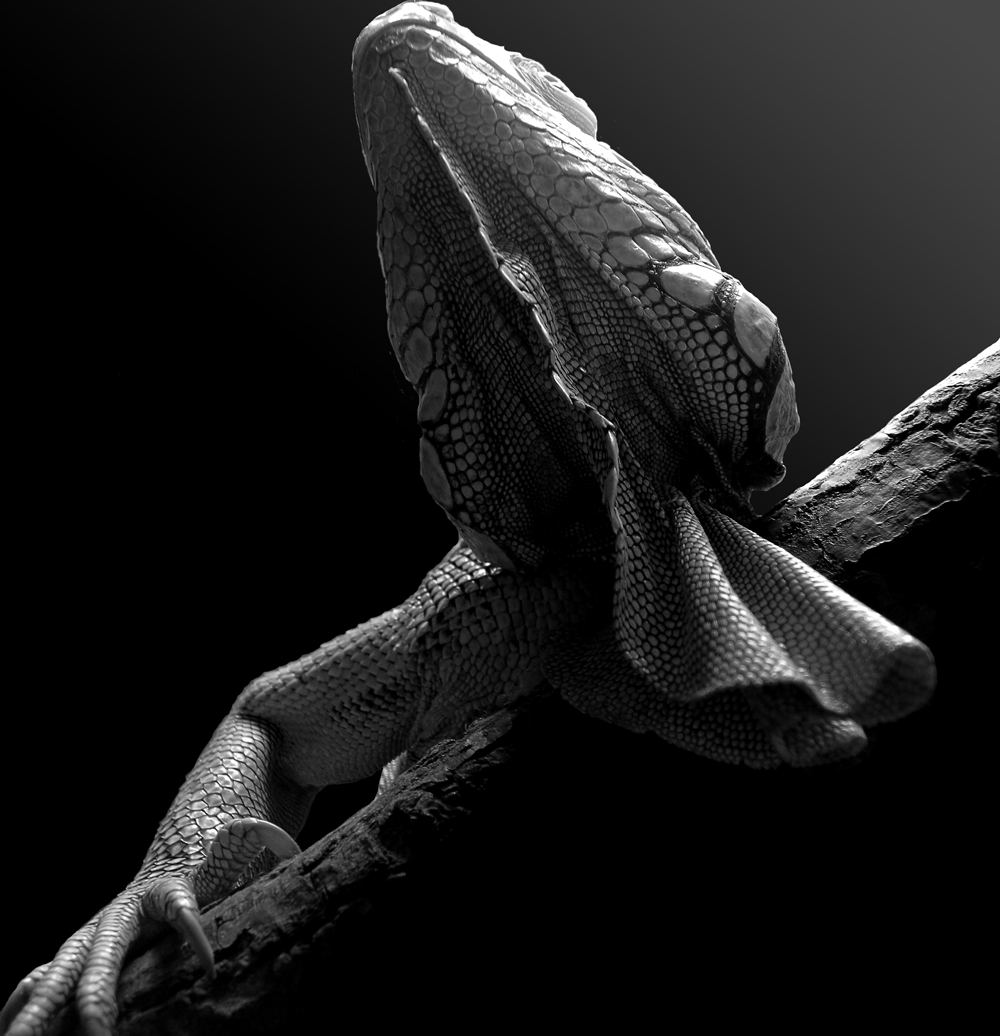 iguana