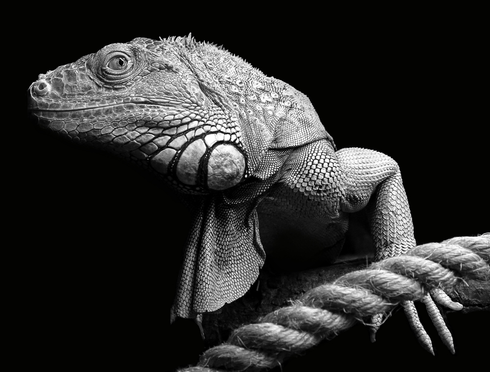 iguana
