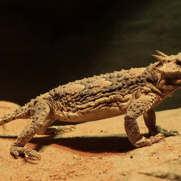 horned lizard