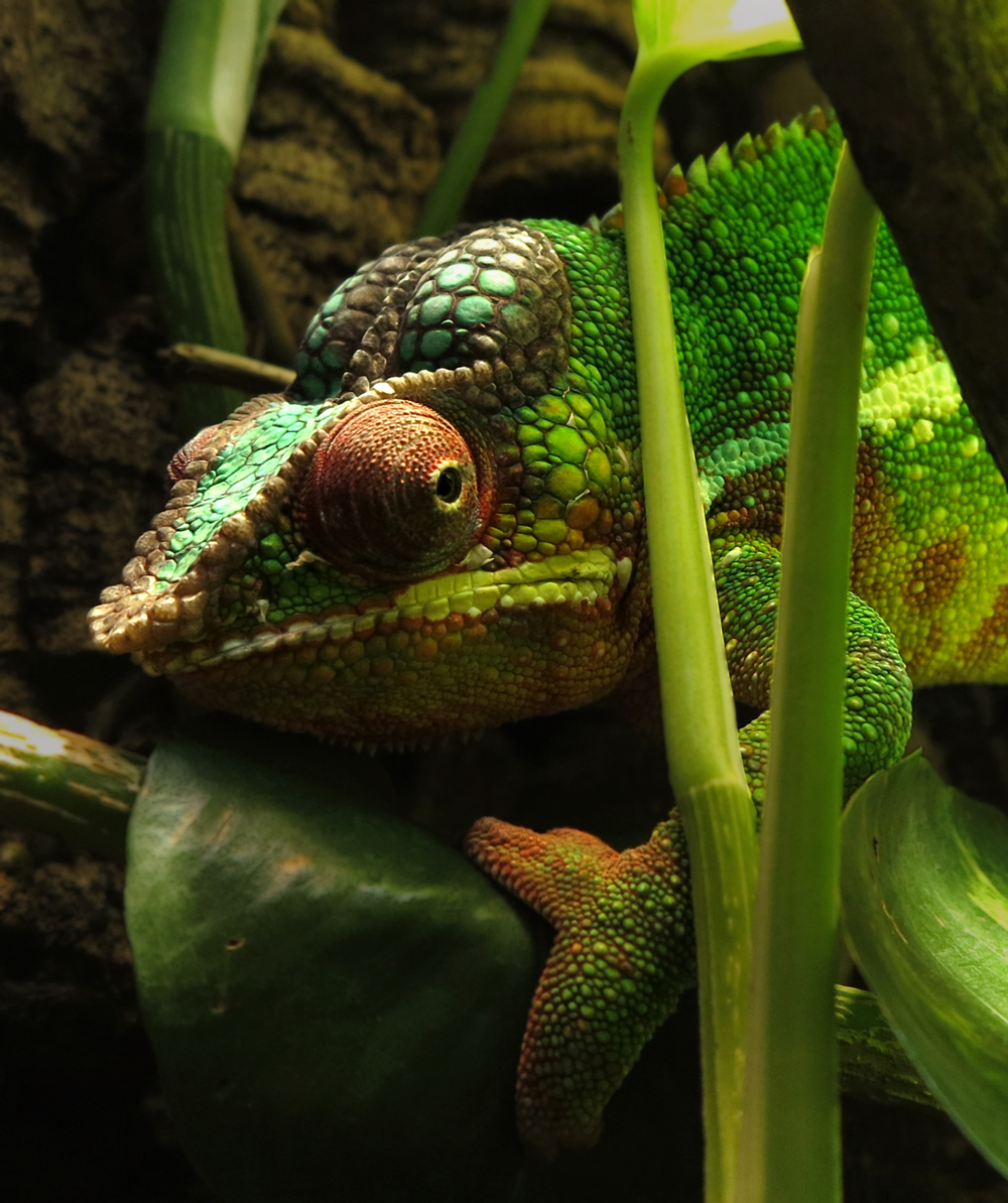chameleon