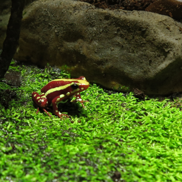 phantasmal poison frog