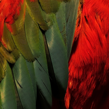 feathers