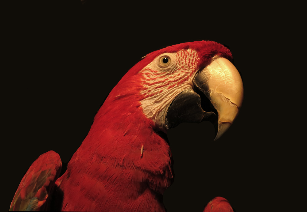 Junior the macaw