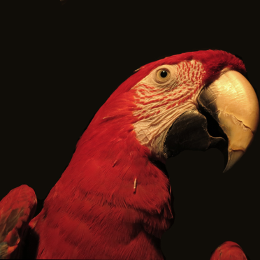 Junior the macaw