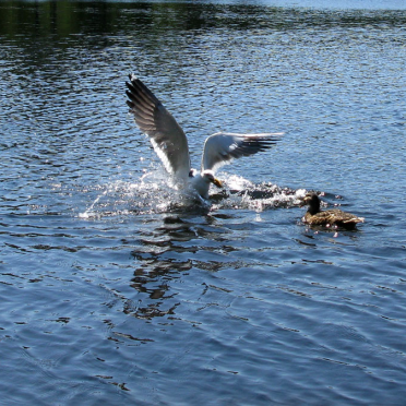 IMG_4666aW