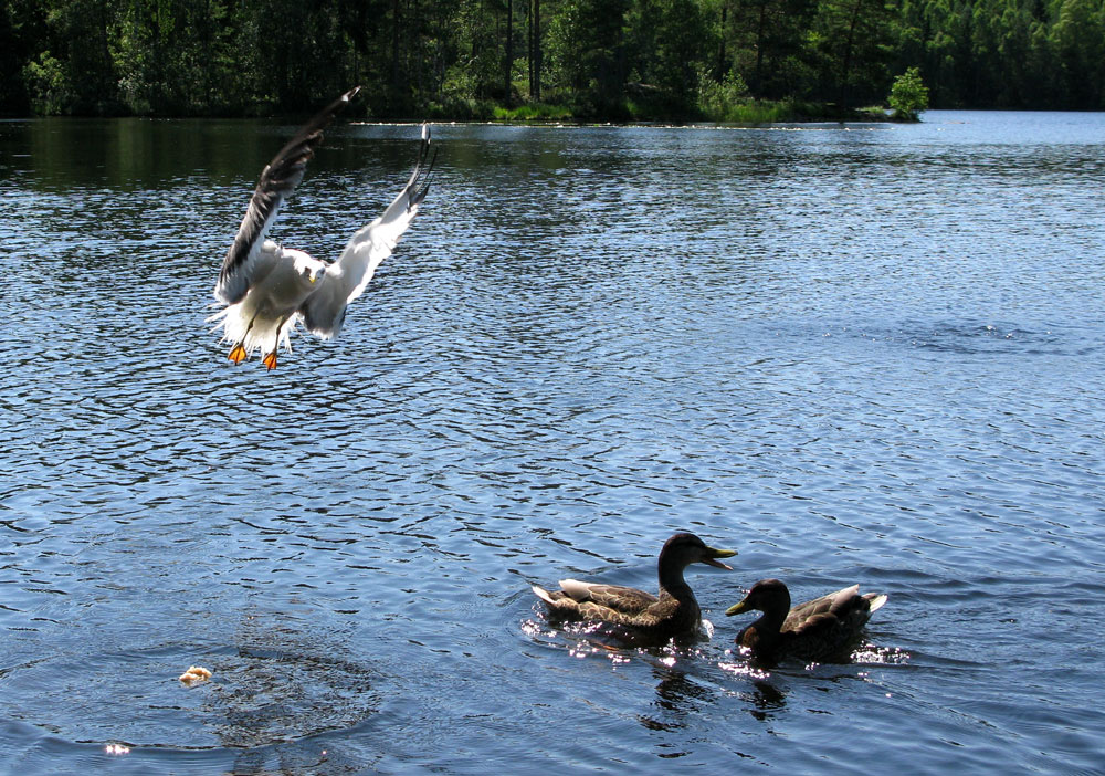 seagull incoming