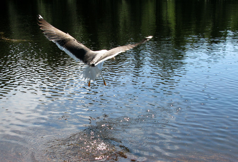 seagull