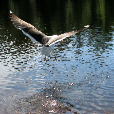 seagull