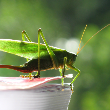 grasshopper2