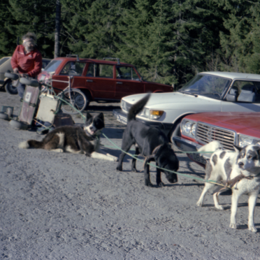 dog sledging
