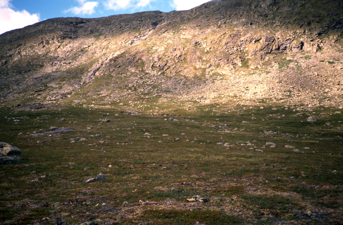 reinsdyr