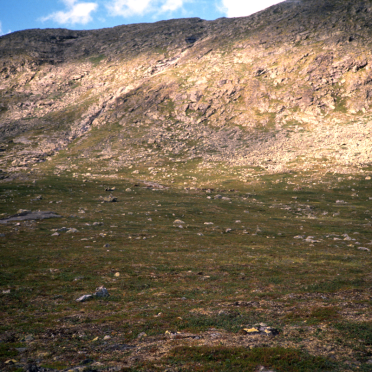 reinsdyr