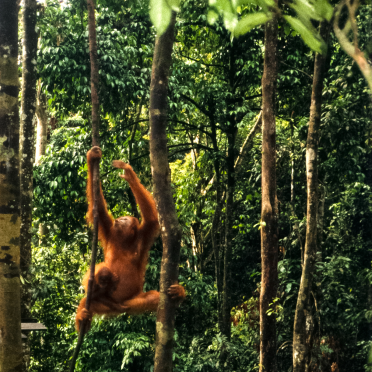 orang utans