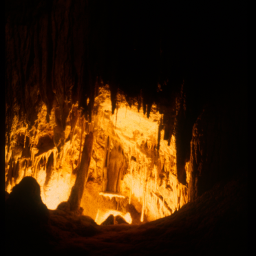tassie