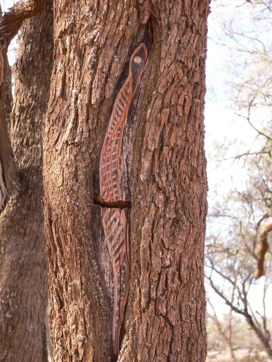 aboriginal snake