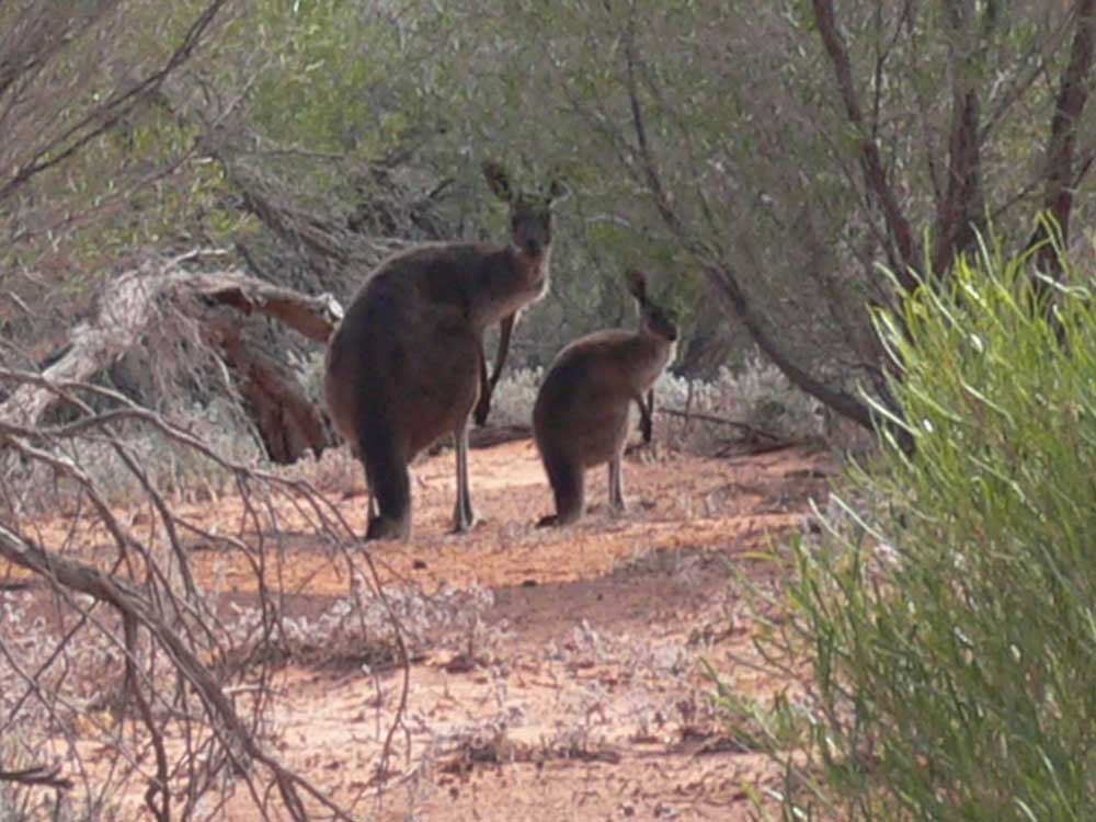 roos