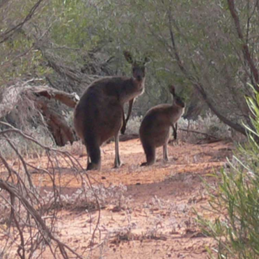 roos