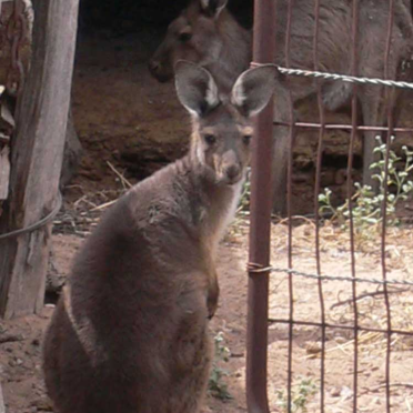 roo
