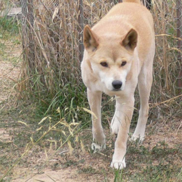 dingo