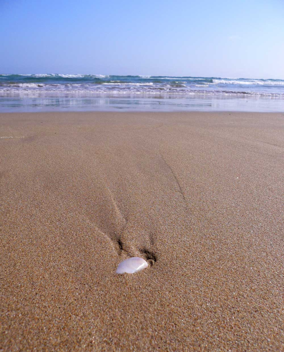 venus bay
