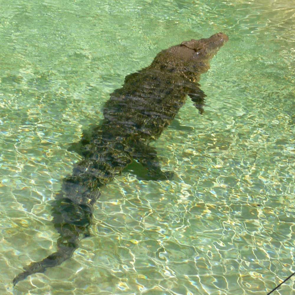 croc