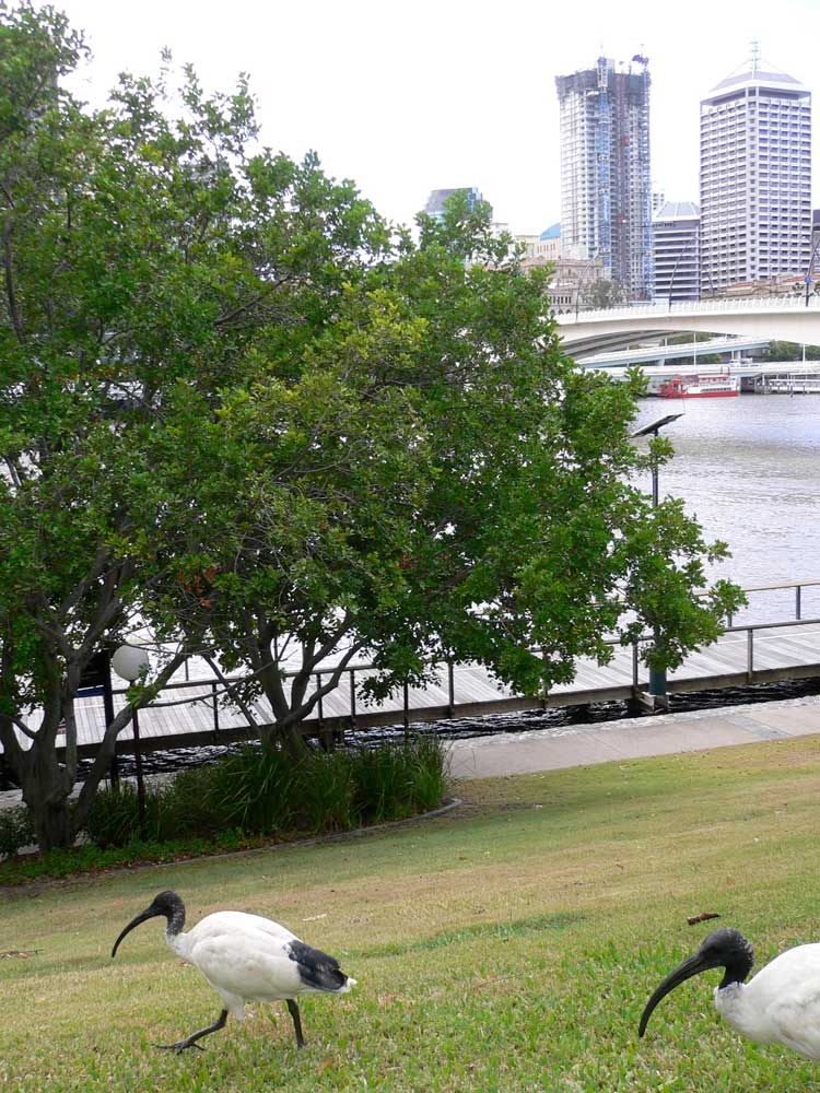 brisbane