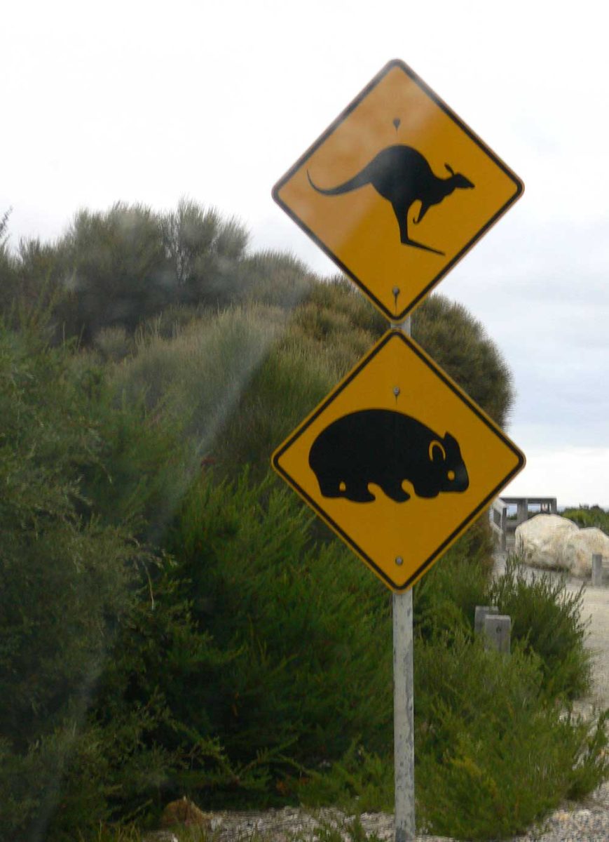roo and wombat