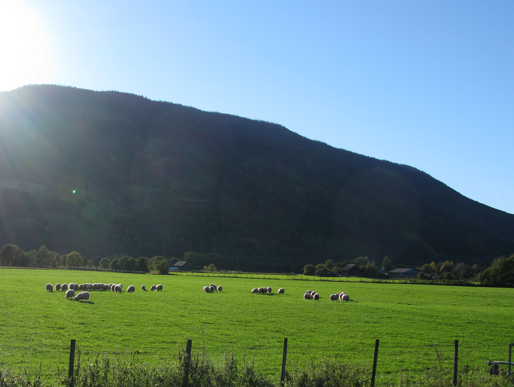 sheepies