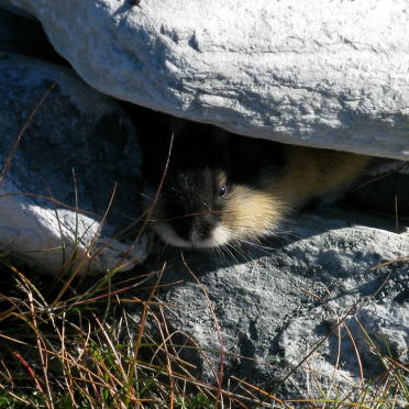 lemming