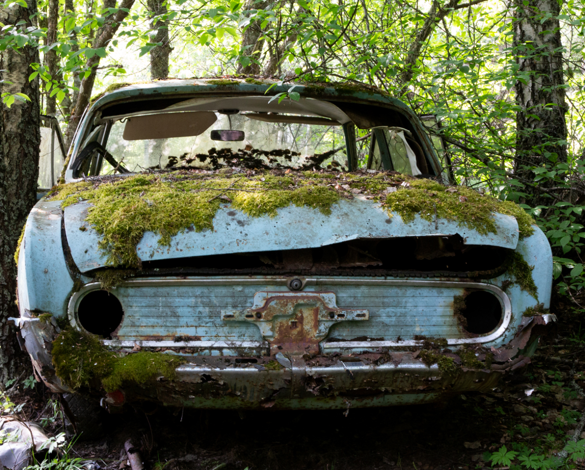 no moss..