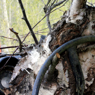 birch wheel