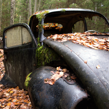 black beetle