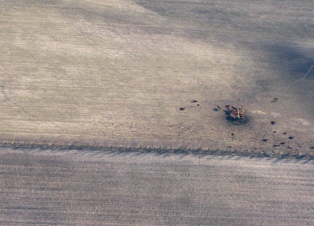 cows