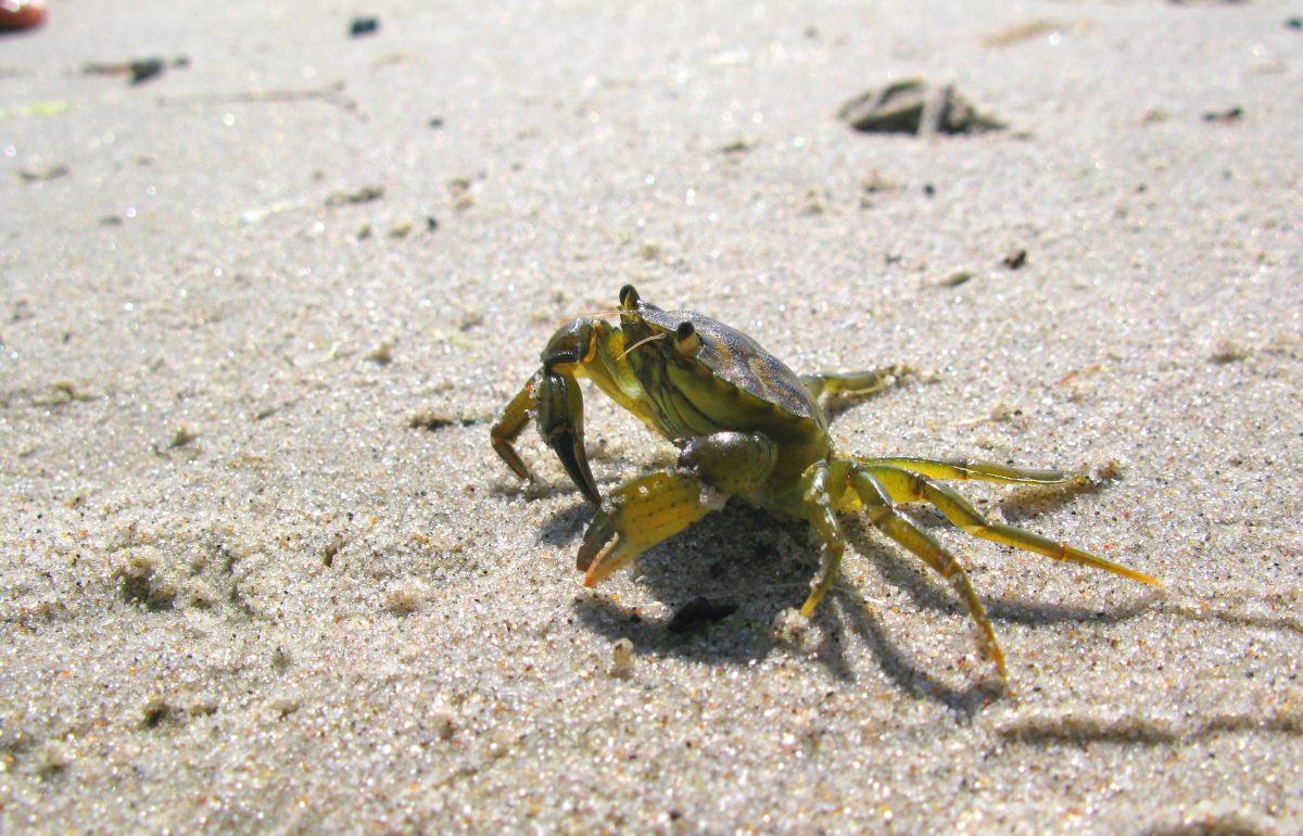 crab