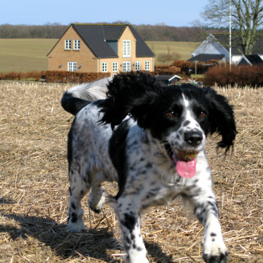 pippi!