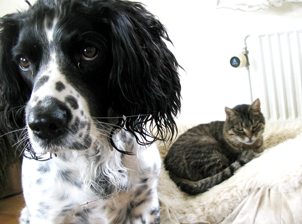 cat & dog
