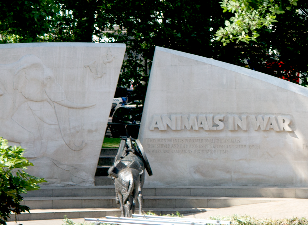 animals in war