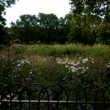 st james' park