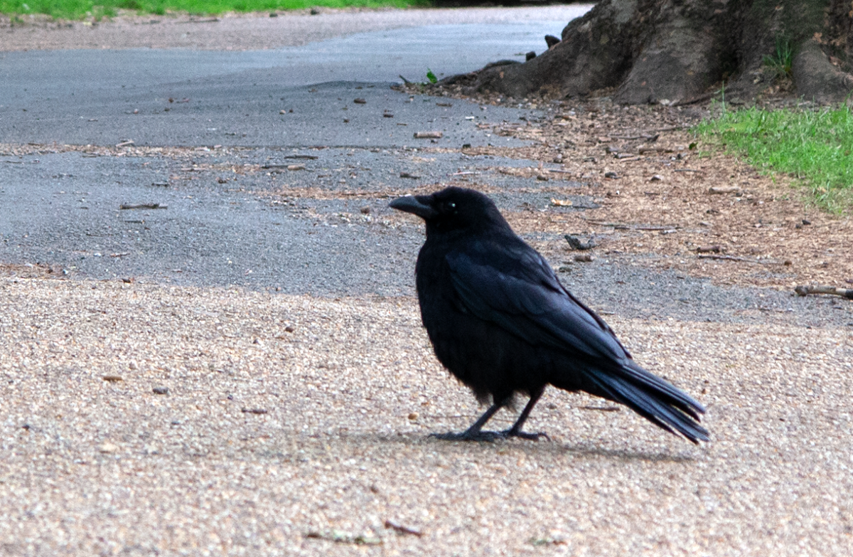 corvids