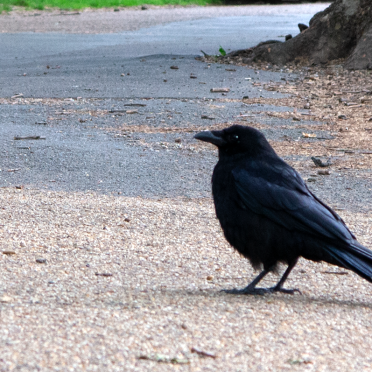 corvids
