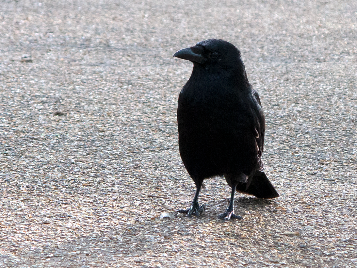 corvids 