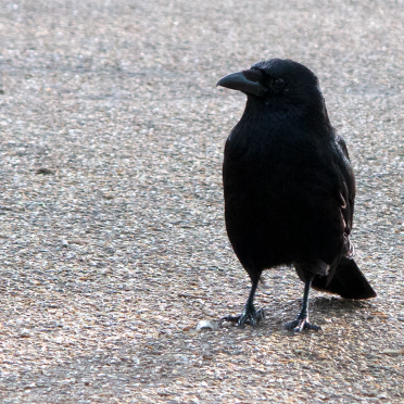 corvids 